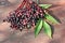 Elderberry herbal