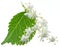 Elderberry inflorescence on white background