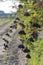 elderberry orchard in central Hungary