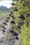 elderberry orchard in central Hungary