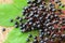 Elderberry (Sambucus Berries)