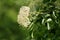 Elderberry or Sambucus or Elder tree large cluster of small white flowers surrounded with branches and leaves in local garden