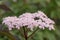 Elderberry, Sambucus nigra Black lace, cluster of small pink flowers