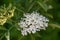 Elderberry Sambucus nigra, cluster of small white flowers