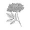 Elderberry Sambucus nigra. Flowers and leaves. Hand drawn vector illustration