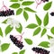 Elderberry Seamless pattern with twig, berries, leaves, flowers. Sambucus nigra. black elder plan