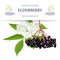 Elderberry stripe label with twig, berries, leaves, flowers. Sambucus nigra. black elder plant, European elderberry