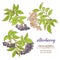 Elderberry vector set