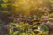 Elderberry. View of a bunch of black wild elderberries over green leaves. Autumn forest, soft focus, medicinal plant