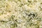 Elderflower background, close up