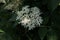 Elderflower, black lilac Sambucus nigra flower.