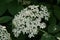 Elderflower, black lilac Sambucus nigra flower.