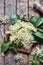 Elderflower blossom flower in wooden background. Edible elderberry flowers add flavour and aroma to drink and dessert