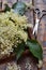 Elderflower blossom flower in wooden background. Edible elderberry flowers add flavour and aroma to drink and dessert. Sambucus ni