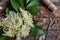 Elderflower blossom flower in wooden background. Edible elderberry flowers add flavour and aroma to drink and dessert. Sambucus ni