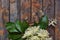 Elderflower blossom flower in wooden background. Edible elderberry flowers add flavour and aroma to drink and dessert. Sambucus ni