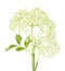 Elderflower blossoms on white background. Flowers with leaves