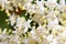 Elderflower close up