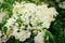 Elderflower. Elderberry Sambucus nigra flowerhead. White flowers inflorescence growing on black elder blooming shrub.