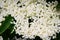 Elderflower. Elderberry Sambucus nigra flowerhead. White flowers inflorescence growing on black elder blooming shrub.