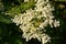 Elderflower, flowers and buds, blooming in a hedgerow