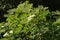 Elderflower, flowers and buds, blooming in a hedgerow