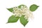 Elderflower and leaves isolated