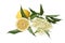 Elderflower with lemon and leaves isolated