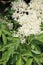 Elderflower (sambucus nigra) clusters