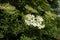 Elderflower sambucus nigra clusters.