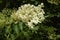 Elderflower sambucus nigra clusters.