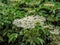 Elderflower in the tree - Maramures, Romania