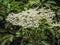 Elderflower in the tree - Maramures, Romania