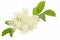 Elderflower on white background