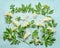 Elderflowers branches with leaves on light blue background, top view. Blossom of elder. Flat lay