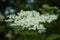 Elderflowers on an elderberry tree, Sambucus nigra