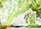 Elderflowers in glass jar on kitchen table with lemon and sugar. Homemade elderflower cooking preparation. Elder flower syrup ,