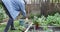 Elderly African couple working together in garden