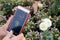 Elderly asia woman hands using smart phone device take a photo of white rose.