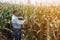 An elderly Asian farmer man checks the yield of corn on a daily basis.