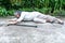 elderly Asian woman falling, lying on the road floor, she is a patient of osteoarthritis