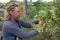 An elderly bearded man vomits, picks linden flowers from a tree. Harvesting. green alternative medicine