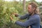 An elderly bearded man vomits, picks linden flowers from a tree. Harvesting. green alternative medicine