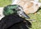 Elderly black duck with grey feathers and green iridescence.