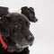 An elderly black labrador bitch and her new 3 month old Jack Chi cross puppy friend