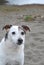 Elderly Blind Dog on the Beach