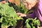 Elderly blond woman grows leafy greens vegetables