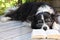 Elderly Border Collie Dog Relaxing with a book