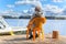 Elderly Caucasian woman relaxing at lake on pier