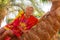 An elderly cheerful woman in a bright dress sits on a palm tree